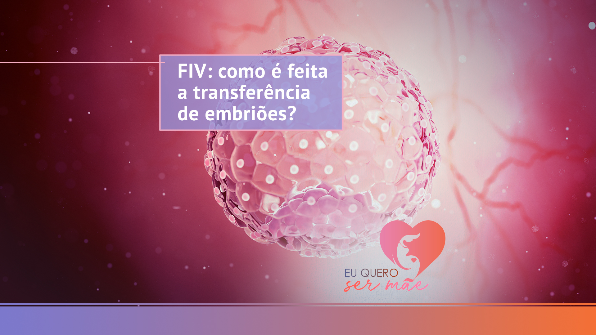 FIV: como é feita a transferência de embriões?